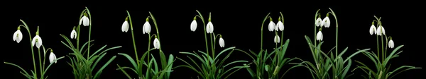 stock image Galanthus nivalis; common snowdrop horizontal border; isolated o