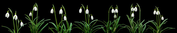 Galanthus nivalis; общая горизонтальная граница подснежника; изолированная o
