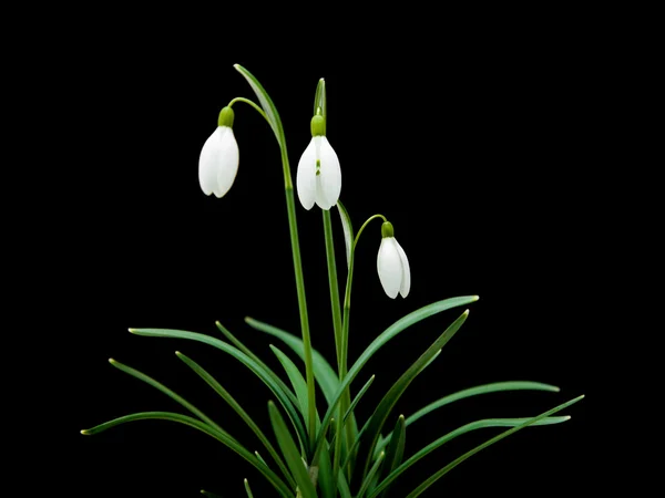 Stock image Galanthus nivalis; common snowdrop; isolated on black