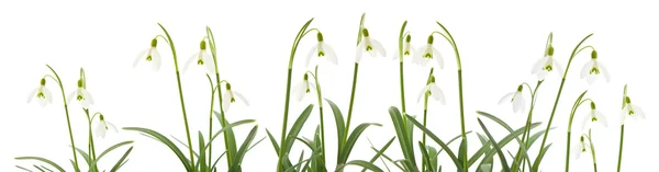 Galanthus nivalis; common snowdrop; isolated on white — Stock Photo, Image