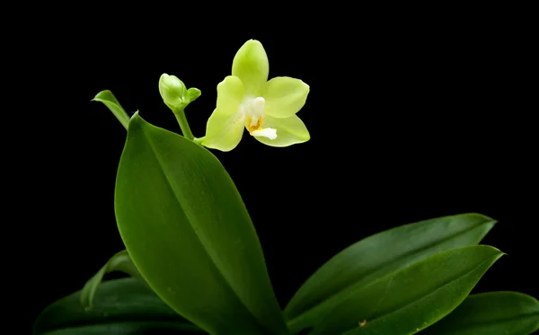 Pianta gialla del orchid di phalaenopsis; isolato su nero — Foto Stock