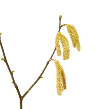 Erkek kedicikler (aments ile ortak fındık (Corylus avellana) şube