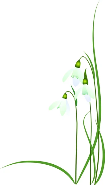 Stock image Galanthus nivalis; common snowdrop, illustration