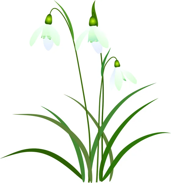 Stock image Galanthus nivalis; common snowdrop, illustration