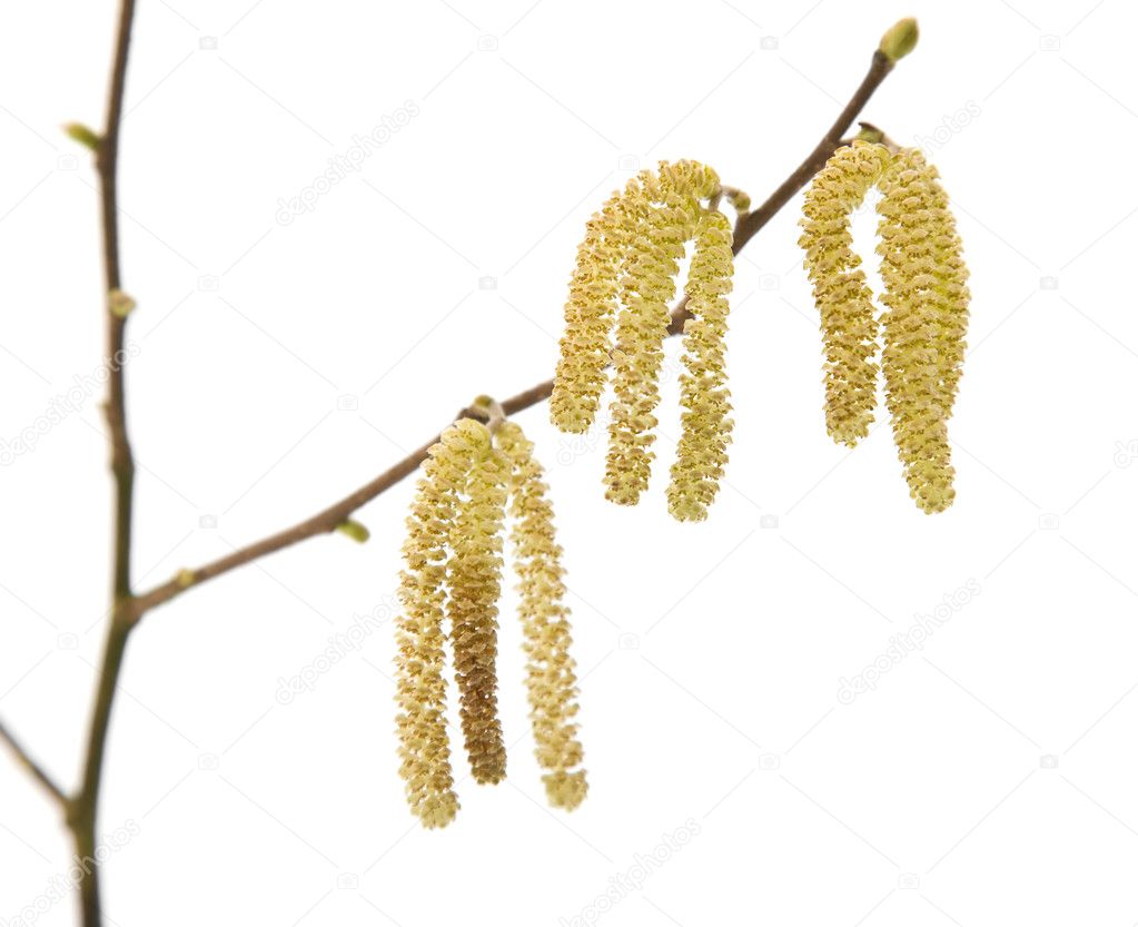 Common Hazel (Corylus avellana) branch with male catkins (aments