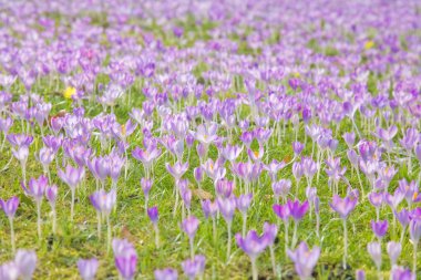 Crocus - erken Bahar çiçek çiçeklenme