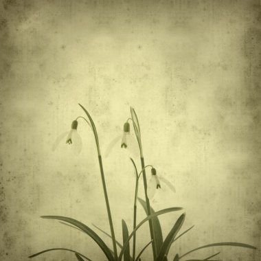 galanthus nivalis ile eski kağıt arka plan; ortak kardelen;