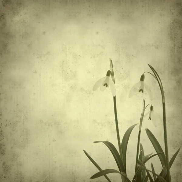 Oud papier achtergrond met galanthus nivalis; gemeenschappelijke snowdrop; — Stockfoto