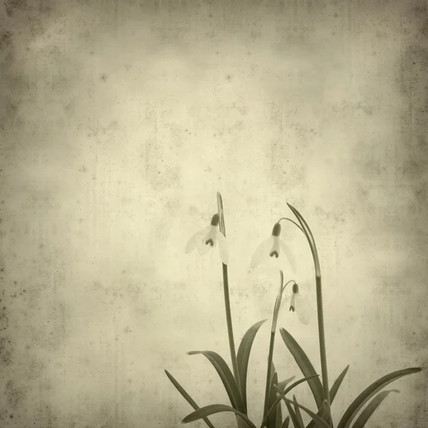Alter Papierhintergrund mit Galanthus nivalis; gemeiner Schneeglöckchen; — Stockfoto