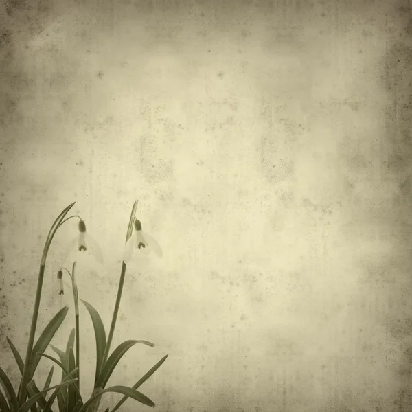 Старый бумажный фон с Galanthus nivalis; обычный подснежник ; — стоковое фото