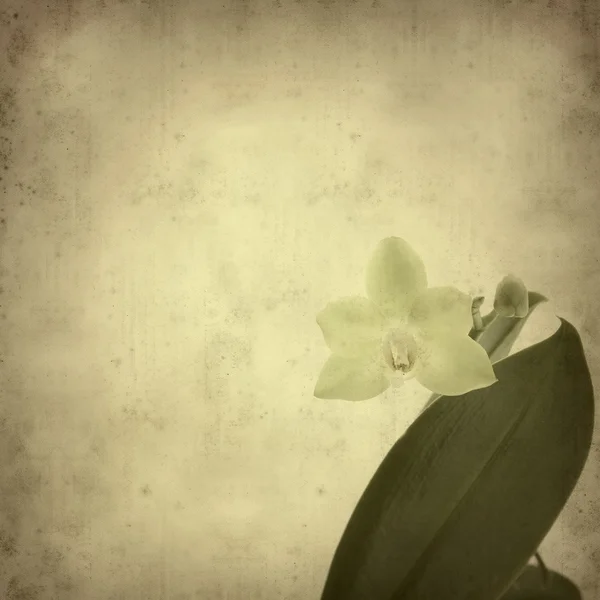 Old paper background with phalaenopsis orchid (moth orchid) — Stock Photo, Image