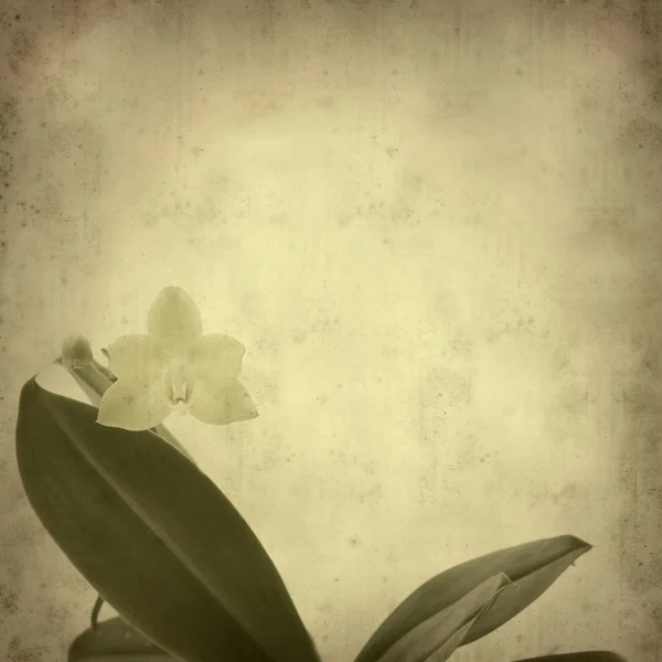 Old paper background with phalaenopsis orchid (moth orchid) — Stock Photo, Image