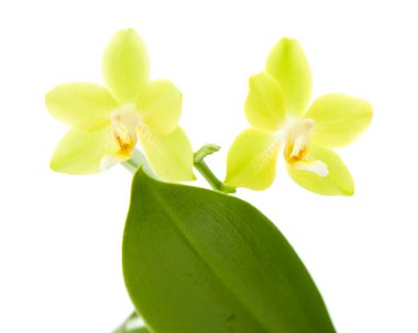 Sarı phalaenopsis orkide bitki; beyaz izole