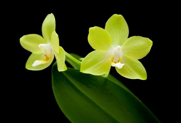 Sárga phalaenopsis orchidea növény; elszigetelt fekete — Stock Fotó