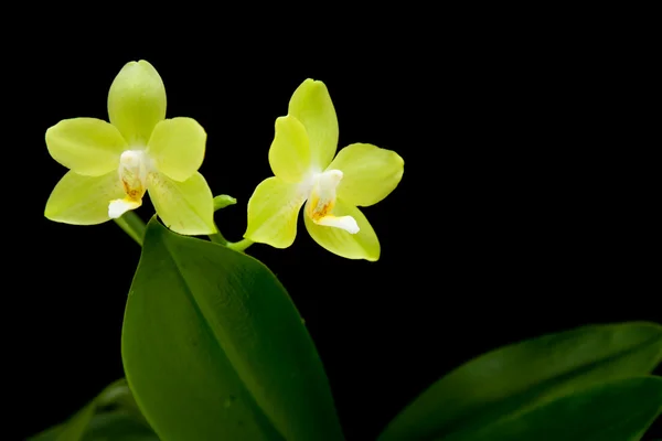 Gelbe Phalaenopsis-Orchideenpflanze; isoliert auf schwarz — Stockfoto