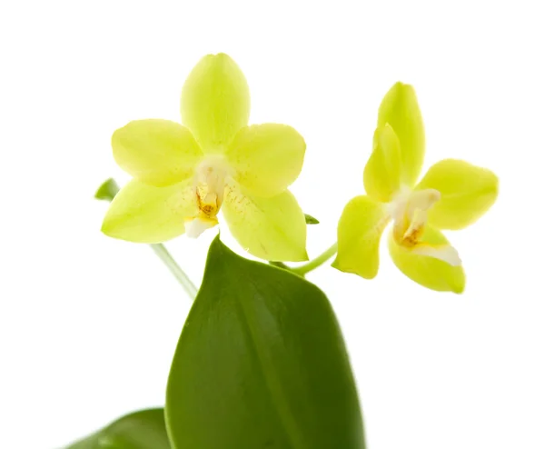 Sárga phalaenopsis orchidea növény; elszigetelt fehér — Stock Fotó