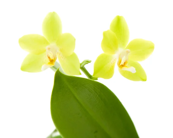 Planta orquídea phalaenopsis amarilla; aislada en blanco —  Fotos de Stock