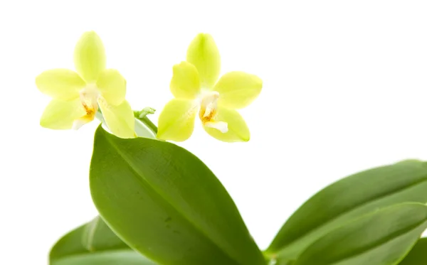 Planta amarela da orquídea de phalaenopsis; isolada no branco — Fotografia de Stock