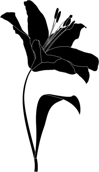 Ilustracja lilia — Zdjęcie stockowe