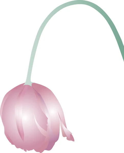 Illustration de tulipes flétrissantes — Photo