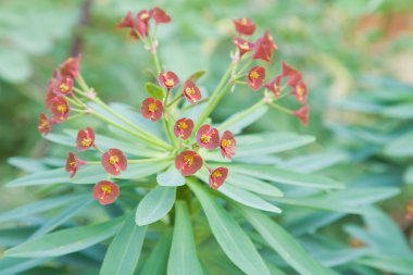 Kırmızı ve yeşil Euphorbia (spurge) bitki