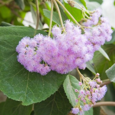 çiçekli eupatorium atrorubens,