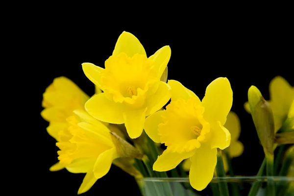 Žlutý Narcis izolovaných na černém — Stock fotografie