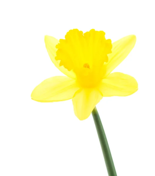 白で隔離される黄色い水仙 — ストック写真