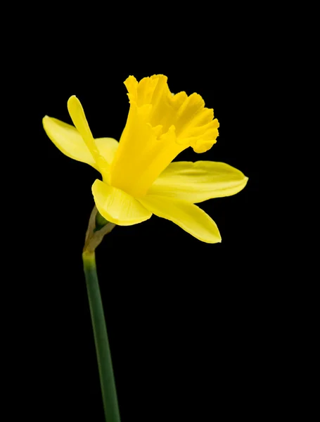 Yellow daffodil isolated on black — Stock Photo, Image