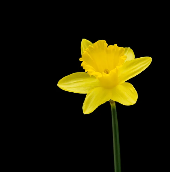 黒に分離された黄色の水仙 — ストック写真