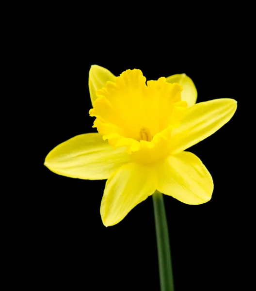 Yellow daffodil isolated on black — Stock Photo, Image
