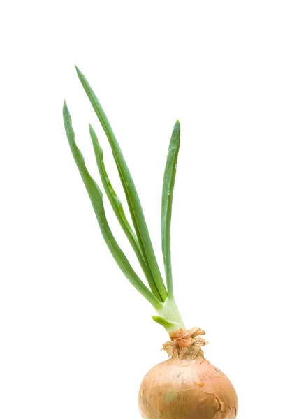 Growing green onion, isolated on white — Stock Photo, Image