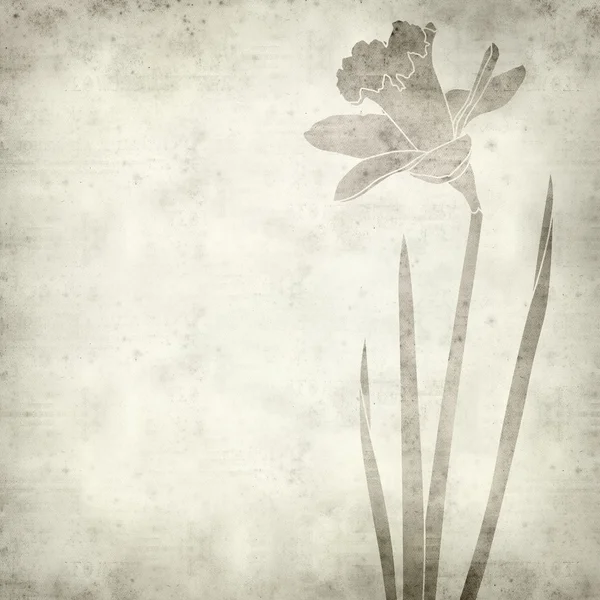 Textured old paper background with daffodil drawing — Stock Photo, Image