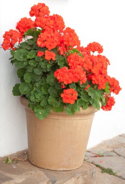 Geraniums clipart