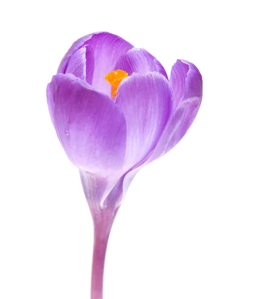 Фиолетовый цветок крокус изолированы на белом фоне — стоковое фото