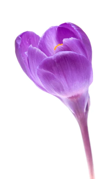 Purple crocus flower isolated on white background — Stock Photo, Image