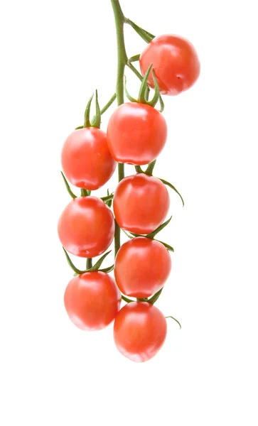 Rama de tomates cherry aislados en blanco — Foto de Stock