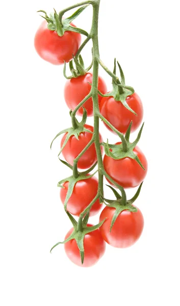 Ramo de tomates cereja isolado em branco — Fotografia de Stock