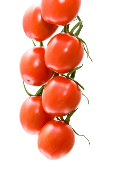 Pobočka révy rajčat izolované na bílém — Stock fotografie