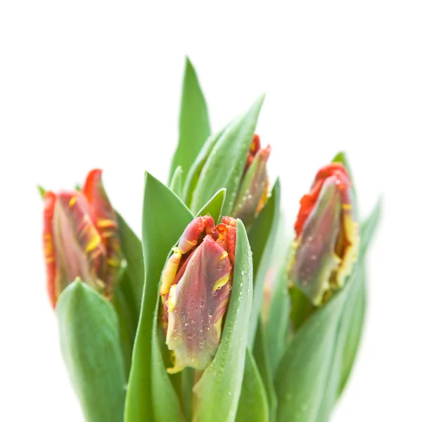 Bando de tulipas de papagaio amarelas e vermelhas molhadas isoladas em branco — Fotografia de Stock