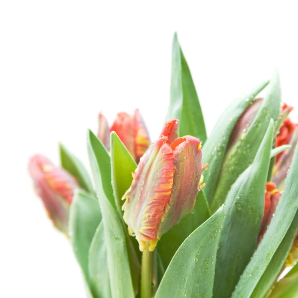 Bunch of wet yellow and red parrot tulips isolated on white — Stock Photo, Image