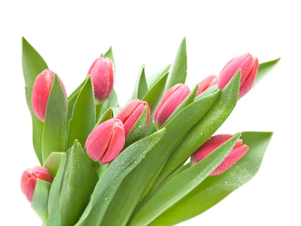 Bando de tulipas molhadas rosa escuras isoladas em branco — Fotografia de Stock