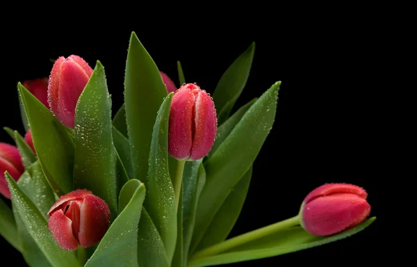 Grono ciemny różowy tulipany mokre na czarnym tle — Zdjęcie stockowe