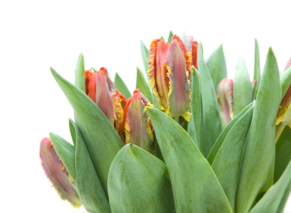 Bunch of; yellow and red parrot tulips isolated on white — Stock Photo, Image