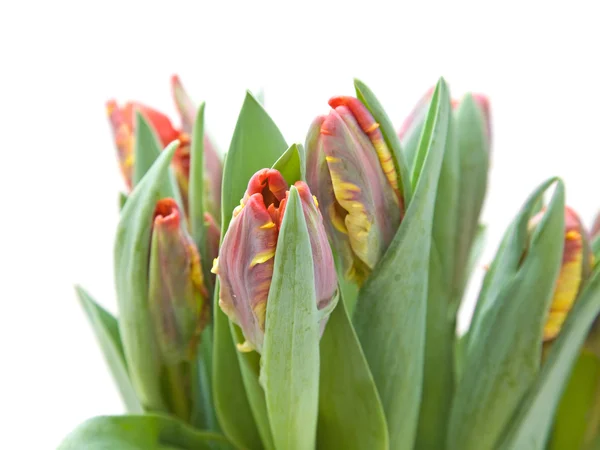 Våte, gule og røde papegøye tulipaner isolert på hvite – stockfoto