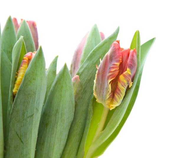 Grono mokro; tulipany papuga żółty i czerwony na białym tle — Zdjęcie stockowe