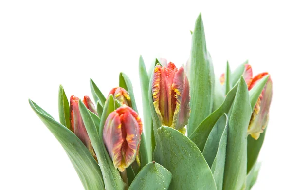 Bando de tulipas de papagaio molhadas; amarelas e vermelhas isoladas em branco — Fotografia de Stock