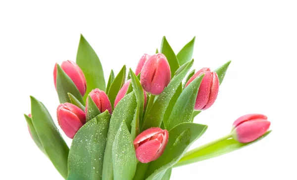 Bando de tulipas molhadas rosa escuras isoladas em branco — Fotografia de Stock