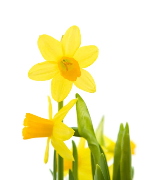 Sarı mini-narcissi; beyaz izole — Stok fotoğraf