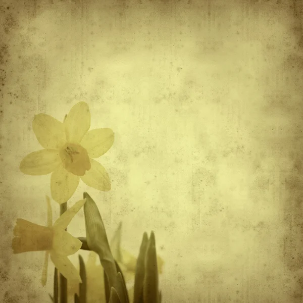 stock image Textured old paper background with daffodil